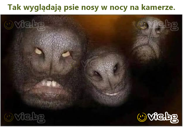 Tak wyglądają psie nosy w nocy na kamerze.