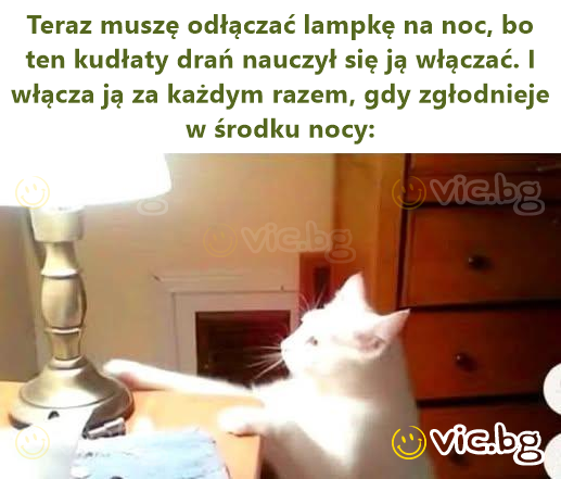 Teraz muszę odłączać lampkę na noc, bo ten kudłaty drań nauczył się ją włączać. I włącza ją za każdym razem, gdy zgłodnieje w środku nocy: