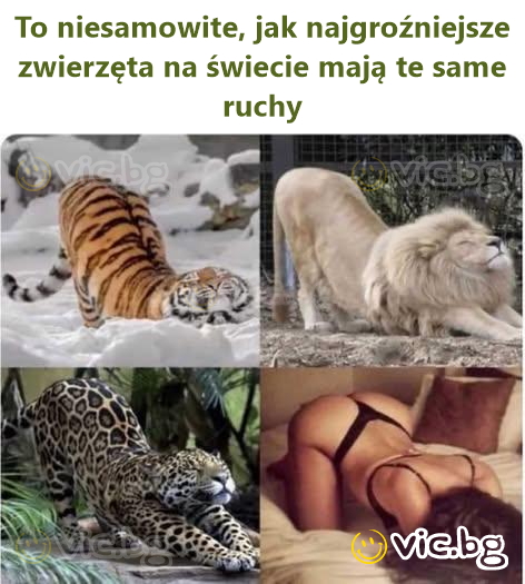To niesamowite, jak najgroźniejsze zwierzęta na świecie mają te same ruchy