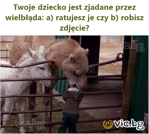 Twoje dziecko jest zjadane przez wielbłąda: a) ratujesz je czy b) robisz zdjęcie?