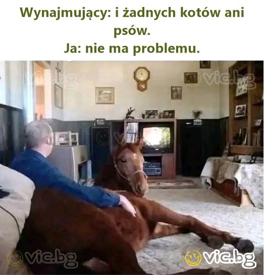 Wynajmujący: i żadnych kotów ani psów.  Ja: nie ma problemu.