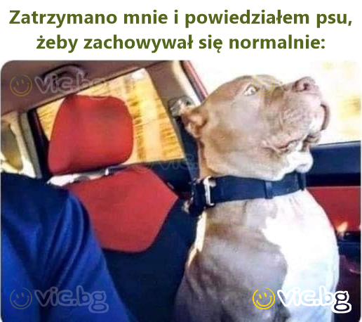 Zatrzymano mnie i powiedziałem psu, żeby zachowywał się normalnie: