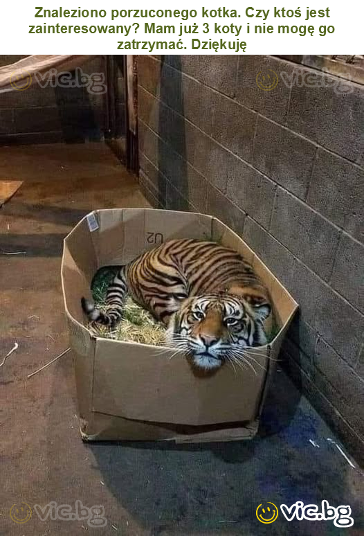 Znaleziono porzuconego kotka. Czy ktoś jest zainteresowany? Mam już 3 koty i nie mogę go zatrzymać. Dziękuję