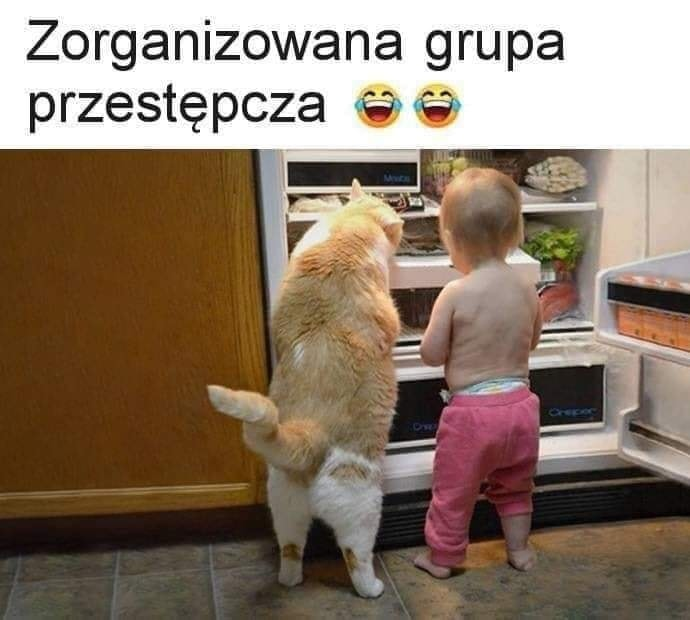 Zorganizowana grupa przestepcza