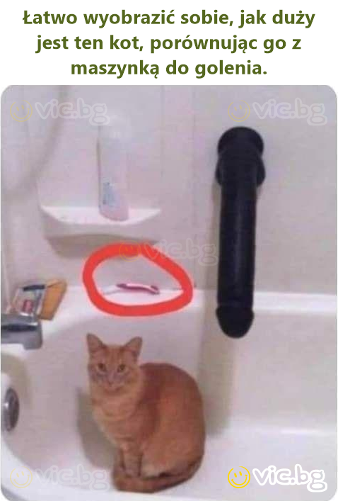 Łatwo wyobrazić sobie, jak duży jest ten kot, porównując go z maszynką do golenia.