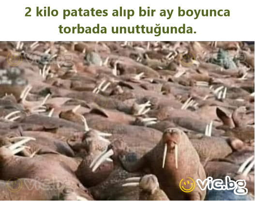 2 kilo patates alıp bir ay boyunca torbada unuttuğunda.