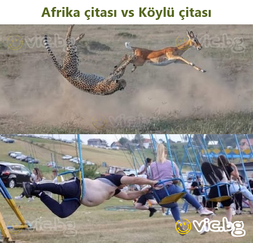 Afrika çitası vs Köylü çitası