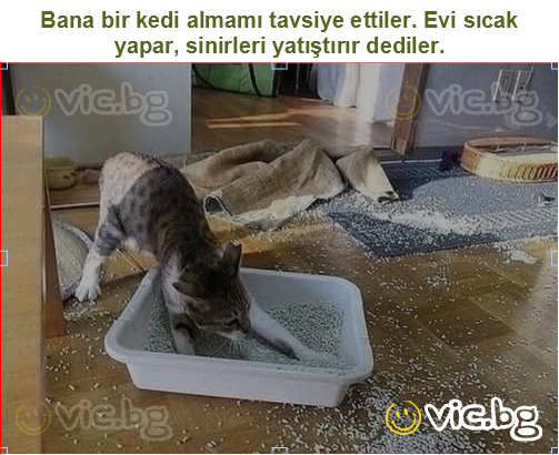 Bana bir kedi almamı tavsiye ettiler. Evi sıcak yapar, sinirleri yatıştırır dediler.