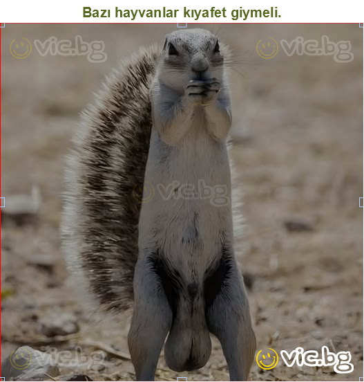 Bazı hayvanlar kıyafet giymeli.