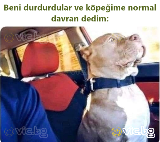 Beni durdurdular ve köpeğime normal davran dedim: