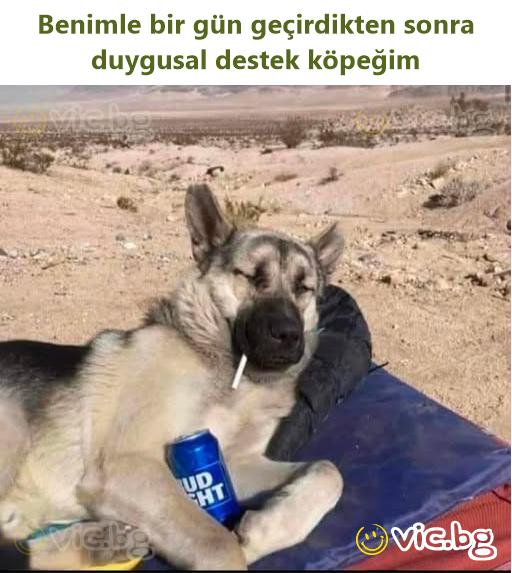 Benimle bir gün geçirdikten sonra duygusal destek köpeğim