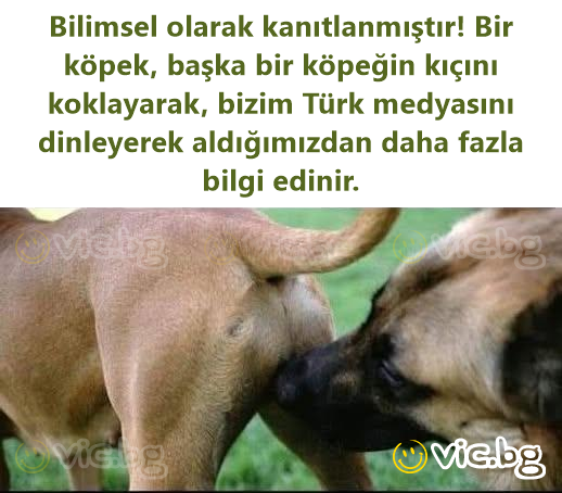Bilimsel olarak kanıtlanmıştır! Bir köpek, başka bir köpeğin kıçını koklayarak, bizim Türk medyasını dinleyerek aldığımızdan daha fazla bilgi edinir.