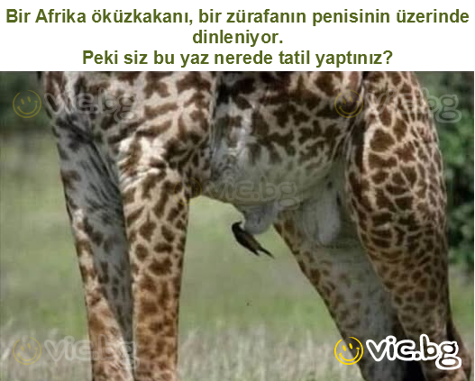 Bir Afrika öküzkakanı, bir zürafanın penisinin üzerinde dinleniyor.
Peki siz bu yaz nerede tatil yaptınız?