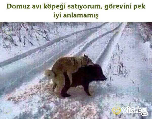 Domuz avı köpeği satıyorum, görevini pek iyi anlamamış