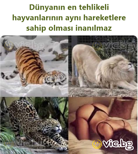 Dünyanın en tehlikeli hayvanlarının aynı hareketlere sahip olması inanılmaz