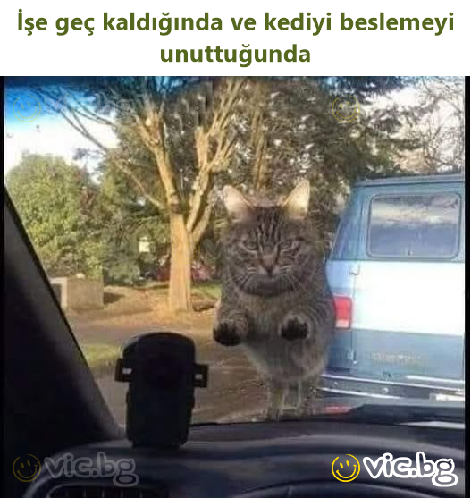 İşe geç kaldığında ve kediyi beslemeyi unuttuğunda