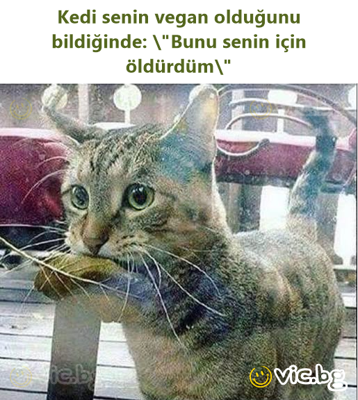 Kedi senin vegan olduğunu bildiğinde: \"Bunu senin için öldürdüm\"