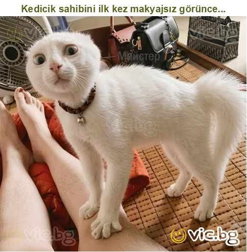 Kedicik sahibini ilk kez makyajsız görünce...