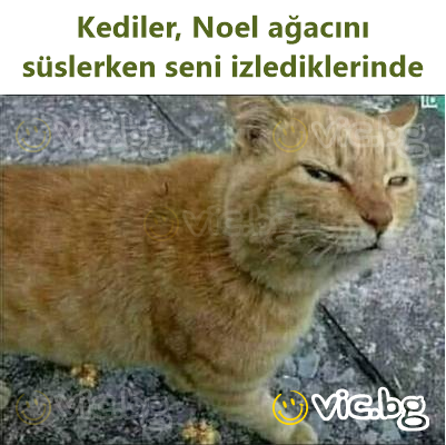 Kediler, Noel ağacını süslerken seni izlediklerinde