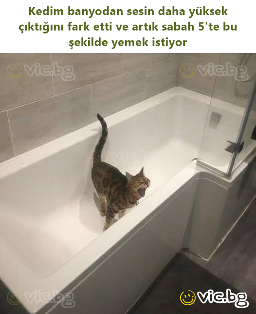 Kedim banyodan sesin daha yüksek çıktığını fark etti ve artık sabah 5'te bu şekilde yemek istiyor