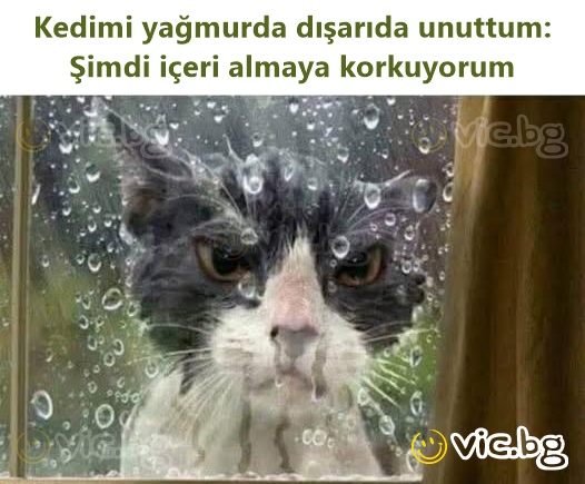 Kedimi yağmurda dışarıda unuttum: Şimdi içeri almaya korkuyorum