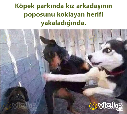 Köpek parkında kız arkadaşının poposunu koklayan herifi yakaladığında.