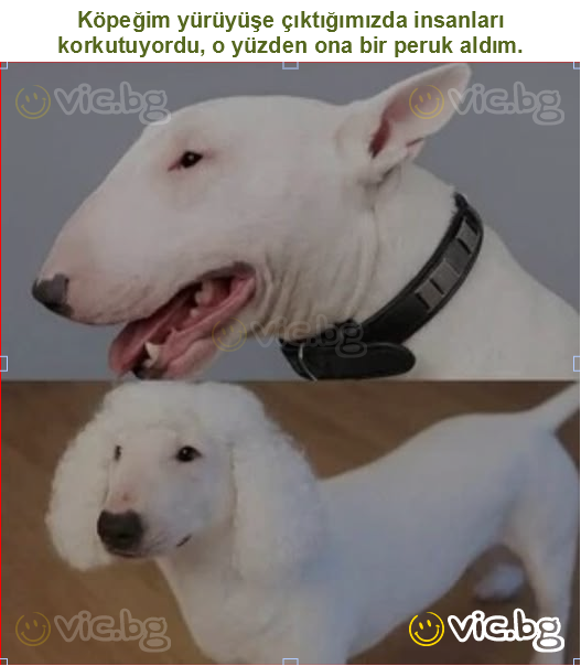 Köpeğim yürüyüşe çıktığımızda insanları korkutuyordu, o yüzden ona bir peruk aldım.