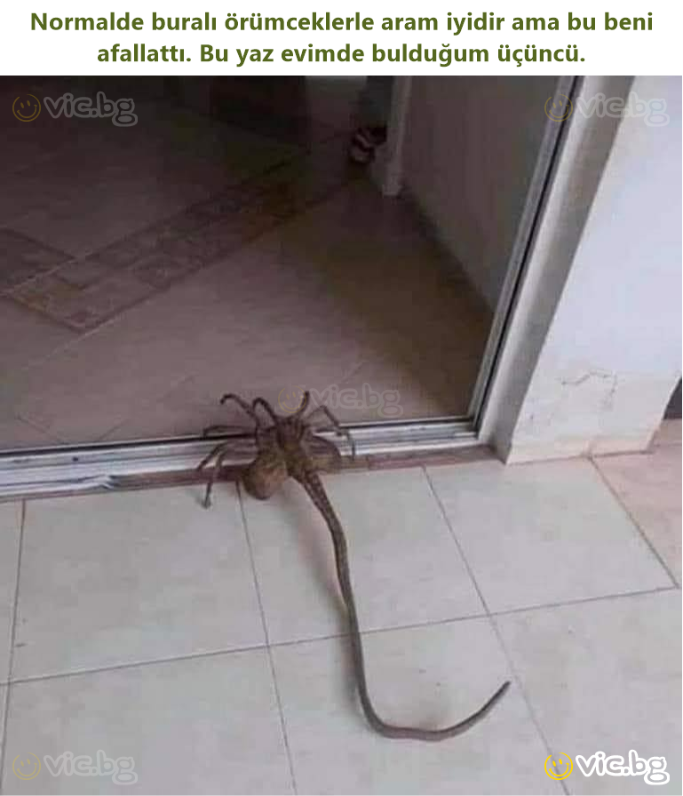 Normalde buralı örümceklerle aram iyidir ama bu beni afallattı. Bu yaz evimde bulduğum üçüncü.