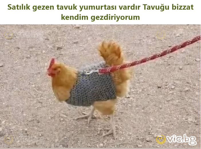 Satılık gezen tavuk yumurtası vardır Tavuğu bizzat kendim gezdiriyorum