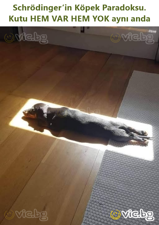 Schrödinger’in Köpek Paradoksu. Kutu HEM VAR HEM YOK aynı anda