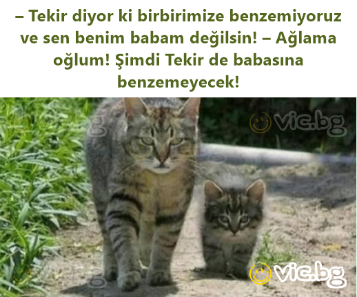 – Tekir diyor ki birbirimize benzemiyoruz ve sen benim babam değilsin! – Ağlama oğlum! Şimdi Tekir de babasına benzemeyecek!