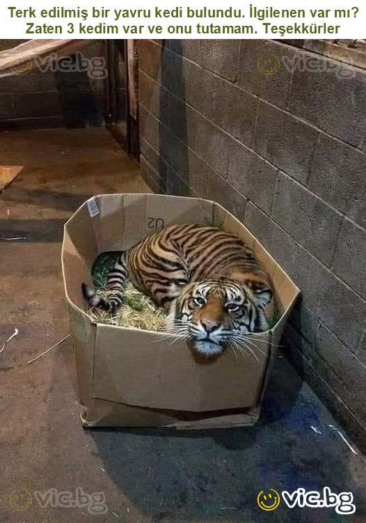 Terk edilmiş bir yavru kedi bulundu. İlgilenen var mı? Zaten 3 kedim var ve onu tutamam. Teşekkürler