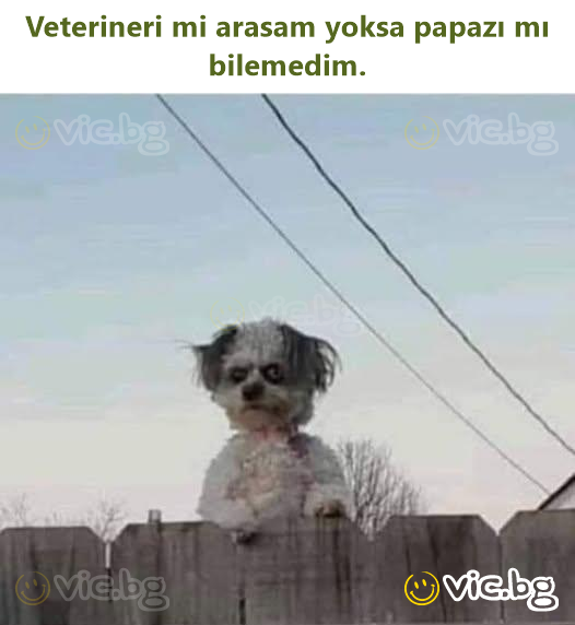Veterineri mi arasam yoksa papazı mı bilemedim.
