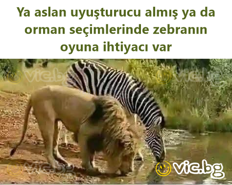 Ya aslan uyuşturucu almış ya da orman seçimlerinde zebranın oyuna ihtiyacı var
