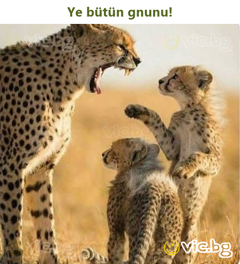 Ye bütün gnunu!