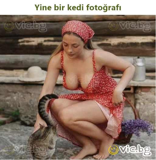 Yine bir kedi fotoğrafı