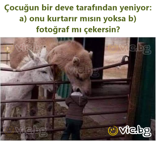 Çocuğun bir deve tarafından yeniyor: a) onu kurtarır mısın yoksa b) fotoğraf mı çekersin?