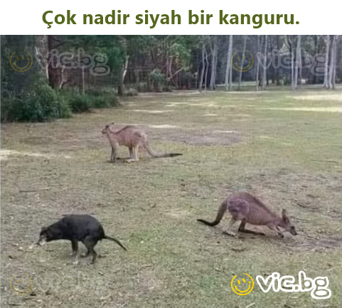 Çok nadir siyah bir kanguru.