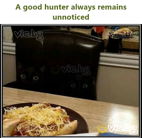 A good hunter always remains unnoticed