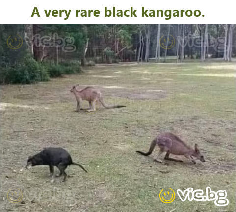 A very rare black kangaroo.