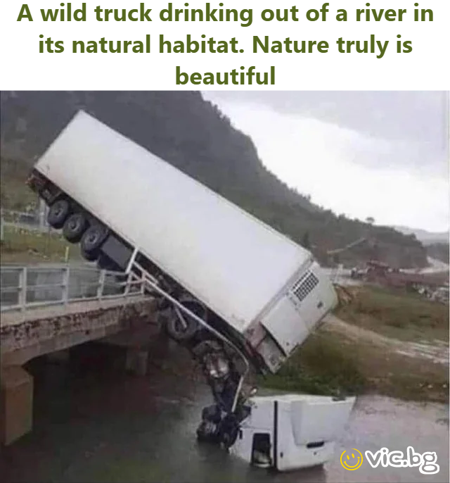 A wild truck drinking out of a river in its natural habitat. Nature truly is beautiful   