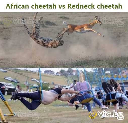 African cheetah vs Redneck cheetah