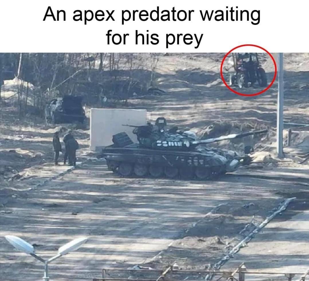 An apex predator waiting for his prey