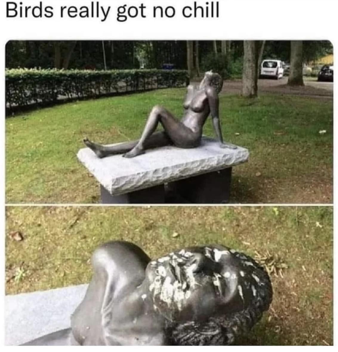 Birds really got no chill