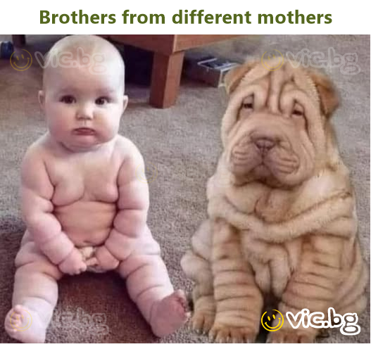 Brothers from different mothers