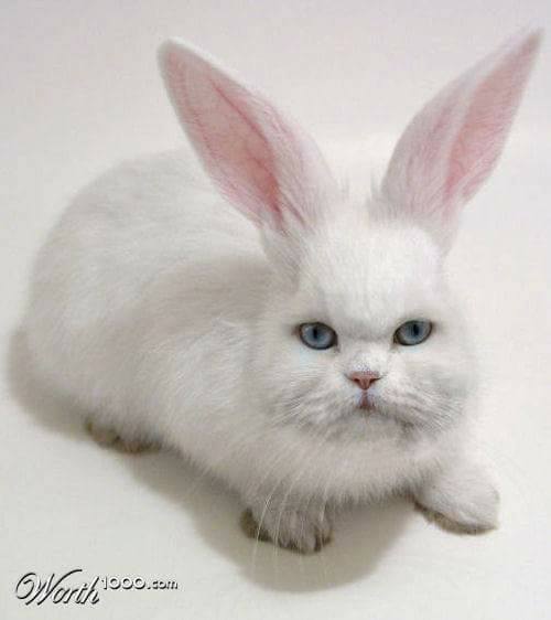 bunny cat
