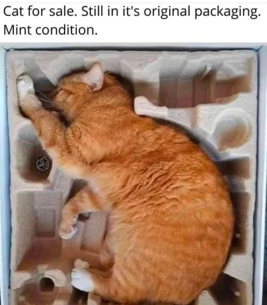 Cat for sale. Still in it's original packaging. Mint condition.