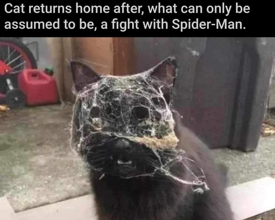 Cat returns home after, what can only be assumed to be, a fight with Spider-Man.