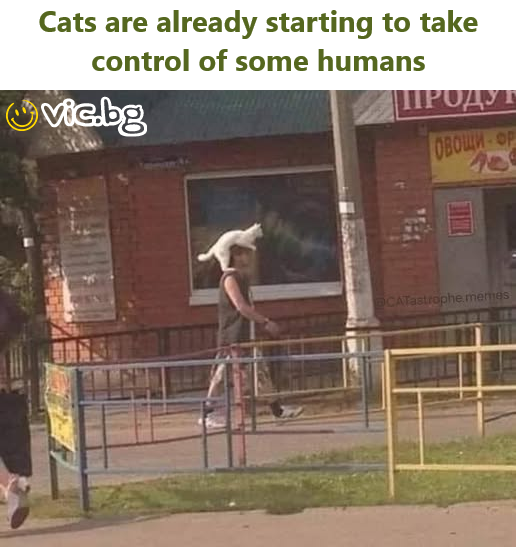 Cats are already starting to take control of some humans 