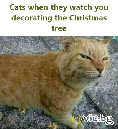 Cats when they watch you decorating the Christmas tree